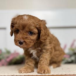 Robin - Red female Cavapoo puppy in Kankakee, Illinois from Apricot Roots Doodles