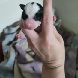 Boy 2 - Black and white male Chihuahua puppy in Murphy, North Carolina from Karolina Kennels