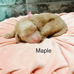Maple - Red  female Goldendoodle puppy in Pasco, Washington from Camp Doodle Woods