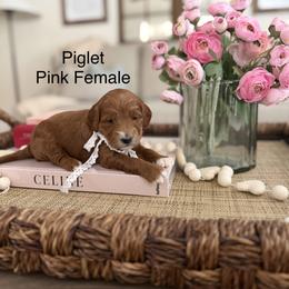 Piglet - Red  female Goldendoodle puppy in Springville, Utah from JW Doodles