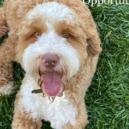 Leo - Australian Labradoodle