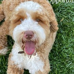 Leo - Australian Labradoodle