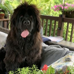Boots  - Newfoundland