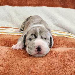 Merle Mantle Male - Mantle merle male Great Dane puppy in Castle Rock, Washington from Uber Alles Great Danes