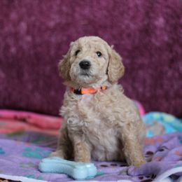 Goldendoodle Puppies from Faith Breeders