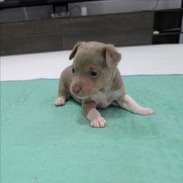 Jack - Fawn white and tan male Rat Terrier puppy in Jerusalem, Ohio from Twin Hickory Ranch