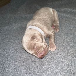 Girl 9 - Silver gray female Weimaraner puppy in Spartanburg, South Carolina from Palmetto State Weimaraners