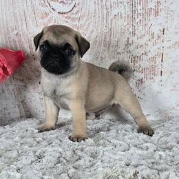 Zimba - Fawn male Pug puppy in Atwood, Illinois from Peace Road Puppies