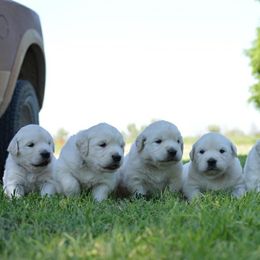 Golden Retriever Puppies from Golden Retriever Street