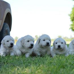 Golden Retriever Puppies from Golden Retriever Street