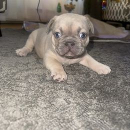Bear 2 - Fawn and white male French Bulldog puppy in West Hempstead, New York from Long Island Frenchie