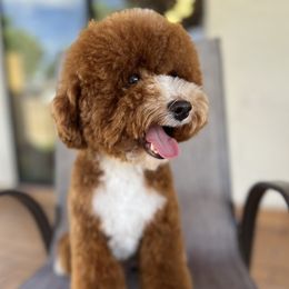 Oli - Poodle