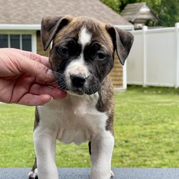 Girl 2 - Red brindle female American Staffordshire Terrier puppy in New Bedford, Massachusetts from Tradewind American Staffordshire Terriers