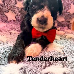 Tenderheart with training - Phantom male Bernedoodle puppy in Boonville, North Carolina from Doods & Dolls