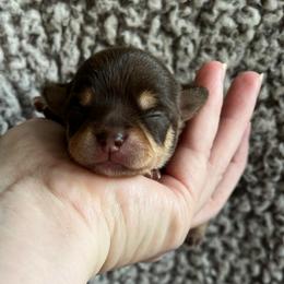 Roman Candle - Chocolate and tan male Chihuahua puppy in Augusta, Georgia from Sophia Jade's Chi Brigade