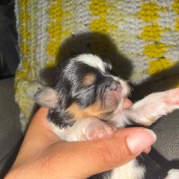 Female 1 - Black and tan female Shih Tzu puppy in Suwanee County, Florida from Everlasting Shih Tzu