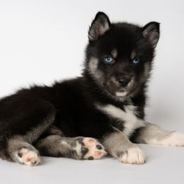 Daemon - Black Siberian Husky puppy in Meadow Vista, California from Thistle Hill Canine