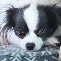 Dixie - Chihuahua