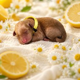F1B Goldendoodle Sunny - Red  female Goldendoodle puppy in Redding, California from Casa Delarosa Collective Poodles & Doodles