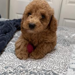 Kevin-yellow collar - Red  male Goldendoodle puppy in Daytona Beach, Florida from Lindy’s Doodles