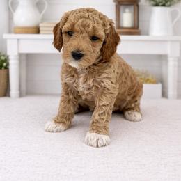 Marcia Brady - Apricot female Goldendoodle puppy in O'fallon, Missouri from Rockin R Doodles