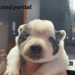 Partial full mask - Blue speckled female Australian Cattle Dog puppy in Lenoir, North Carolina from Blue Coyote Ranch