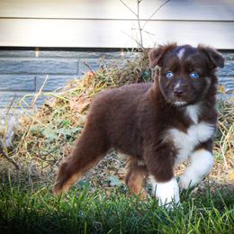 Hermione - Australian Shepherd puppy in Anamosa, Iowa from Roulette Australian Shepherds