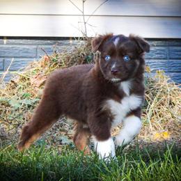 Hermione - Australian Shepherd puppy in Anamosa, Iowa from Roulette Australian Shepherds