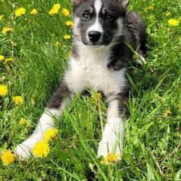 Siberian Husky Puppies from Light Foot Kennel