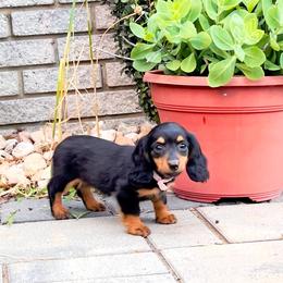Sunny - Blue and tan female Dachshund puppy in Boston, Massachusetts from London’s puppies