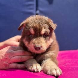Girl 1 - Red and white female Alaskan Malamute puppy in Rensselaer, Indiana from Moot Manor Malamutes