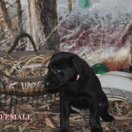 Labrador Retriever Puppies from Copper Creek Outfitters and Kennel