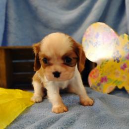 Cavalier King Charles Spaniel puppies from Apple Blossom Cavaliers