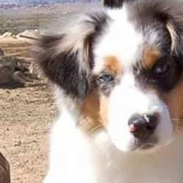 Miniature American Shepherds and Parson Russell Terriers from Red Rock