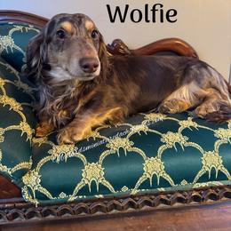 Wolfie - Dachshund