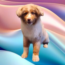 Mantis Shrimp - Red merle Australian Shepherd puppy in Pottstown, Pennsylvania from Ramos Standards