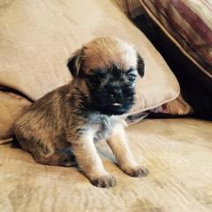 Bernese Mountain Dog and Brussels Griffon Puppies from Brooks Berner Bears
