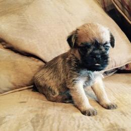 Bernese Mountain Dog and Brussels Griffon Puppies from Brooks Berner Bears