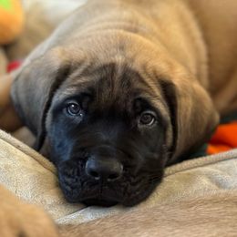Blue collar - Fawn male Mastiff puppy in Kingman, Arizona from Cabezon Mastiffs