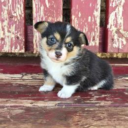 Sissy - Black and tan female Pembroke Welsh Corgi puppy in Anton, Texas from X Bar's Lil Legs of Texas