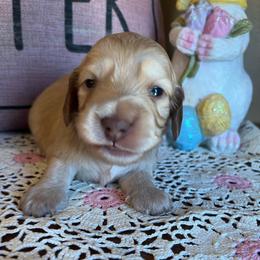 Reese's - Cream female Dachshund puppy in Perryville, Maryland from Heavenly Heritage Dachshunds and Doods