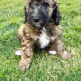 Sheepadoodle Puppies from Pretty Perfect Pups
