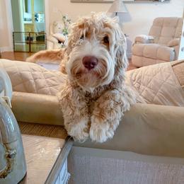 Boston - Caramel cream male Australian Labradoodle puppy in Covington, Kentucky from Doodle Roots