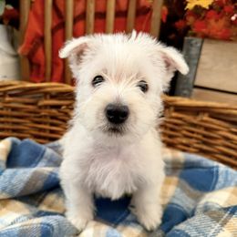 West Highland White Terrier Puppies from Butterfield's Westies