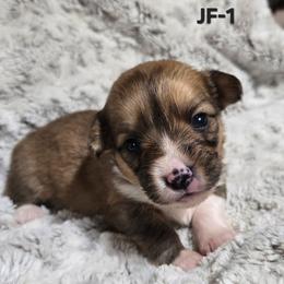 JF-1 - Sable female Pembroke Welsh Corgi puppy in Ely, Minnesota from RJ's Corgis