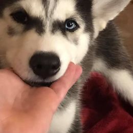 Siberian Husky Puppies from Sherwood Huskies