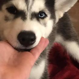 Siberian Husky Puppies from Sherwood Huskies