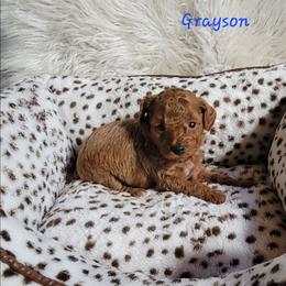 Grayson - Red  male Poodle puppy in Montrose, Pennsylvania from Tales Of Joy
