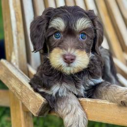 Jersey1 (New Jersey) - female Golden Mountain Doodle puppy in Twin Falls, Idaho from Magic Valley Family Doodles