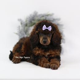 Maya (AKC Agouti Poodle Female) - Sable female Poodle puppy in Republic, Missouri from Red Skye Puppies